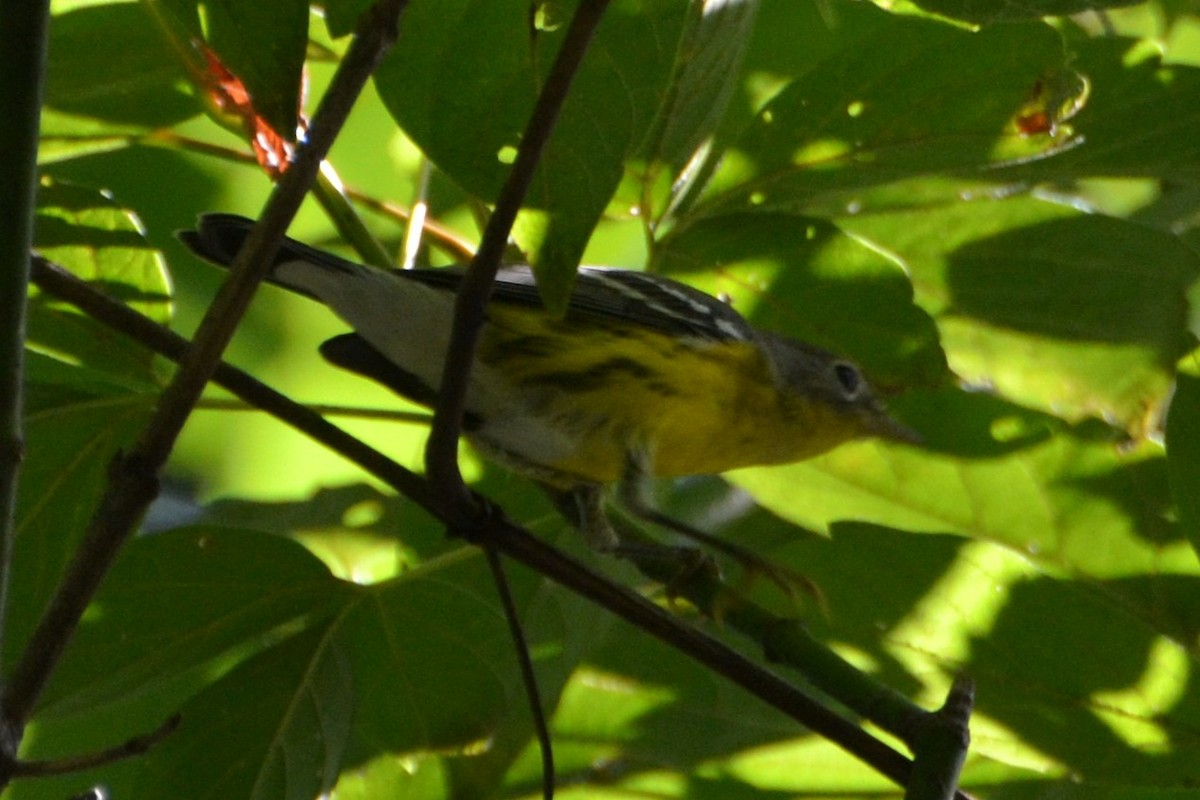 Magnolia Warbler - ML642136360