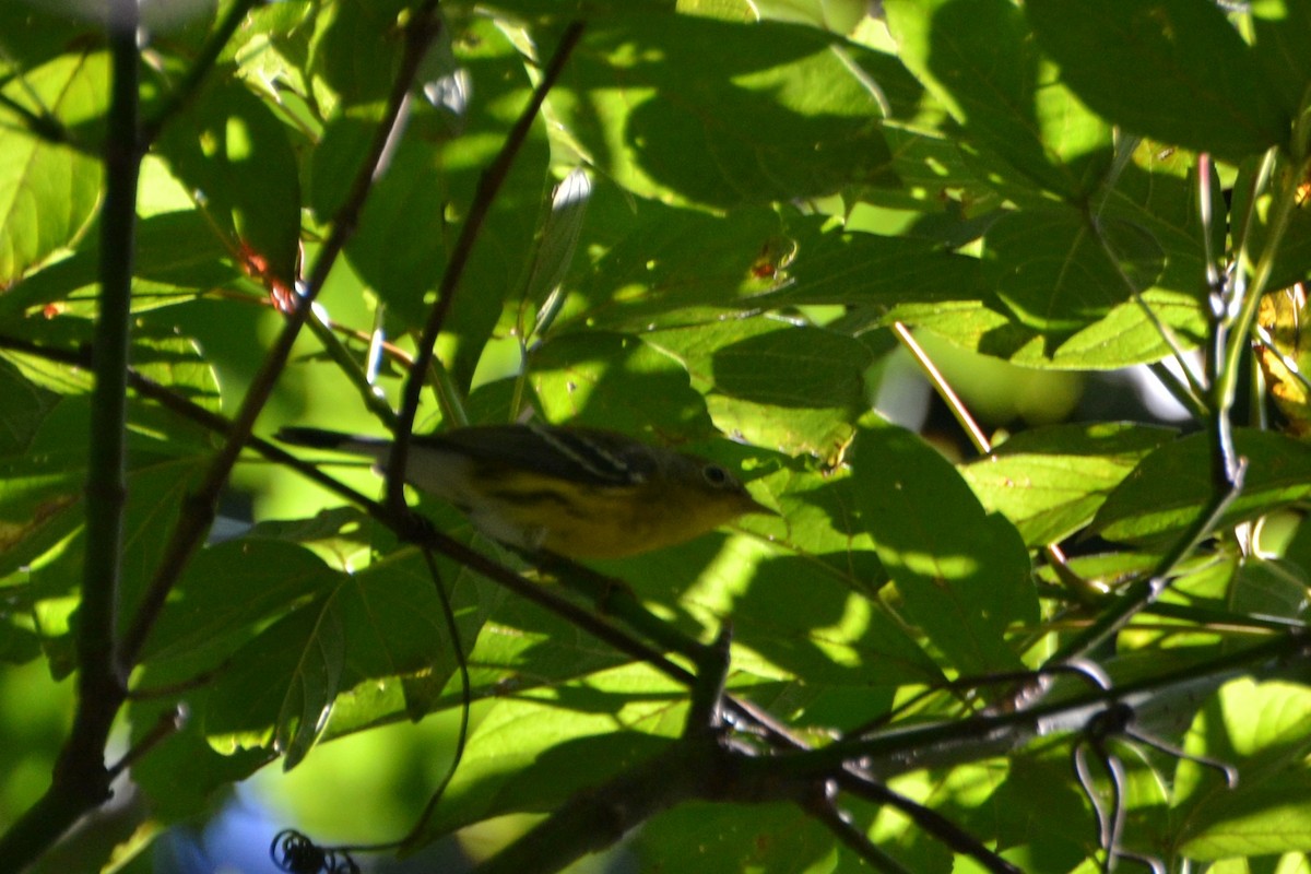 Magnolia Warbler - ML642136361
