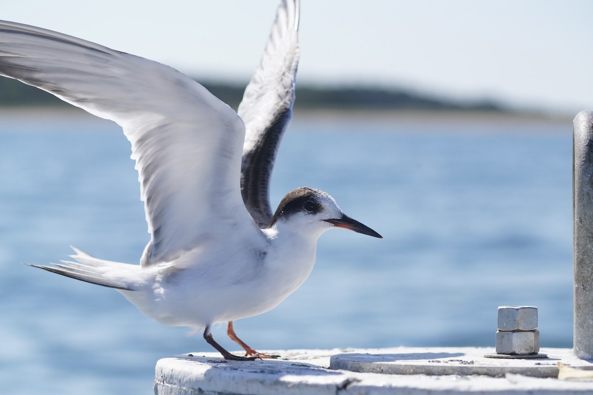 Common Tern - ML642136372