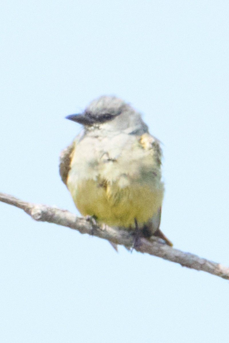 Western Kingbird - ML642136382