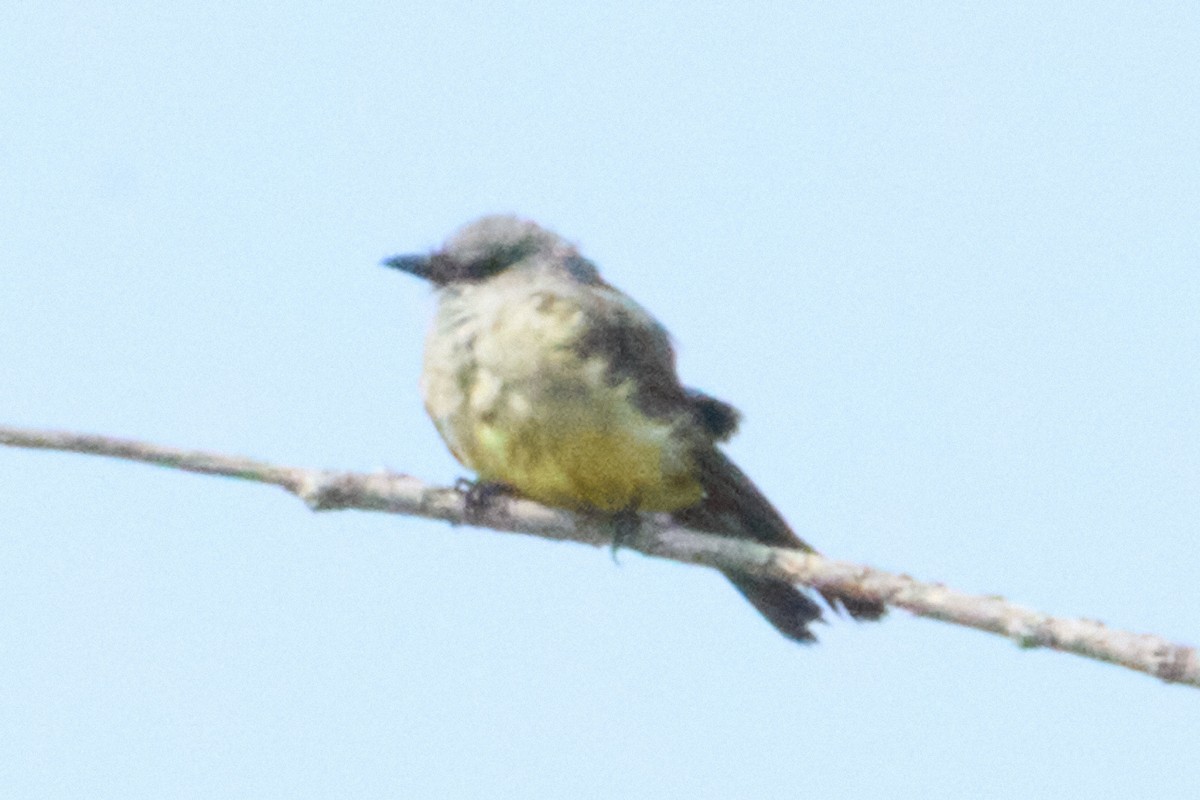 Western Kingbird - ML642136384