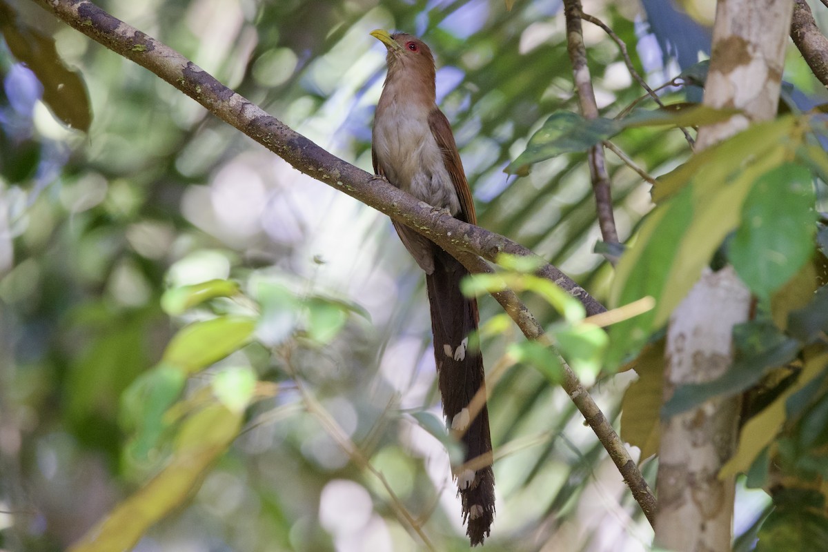 Little Cuckoo - ML642136406