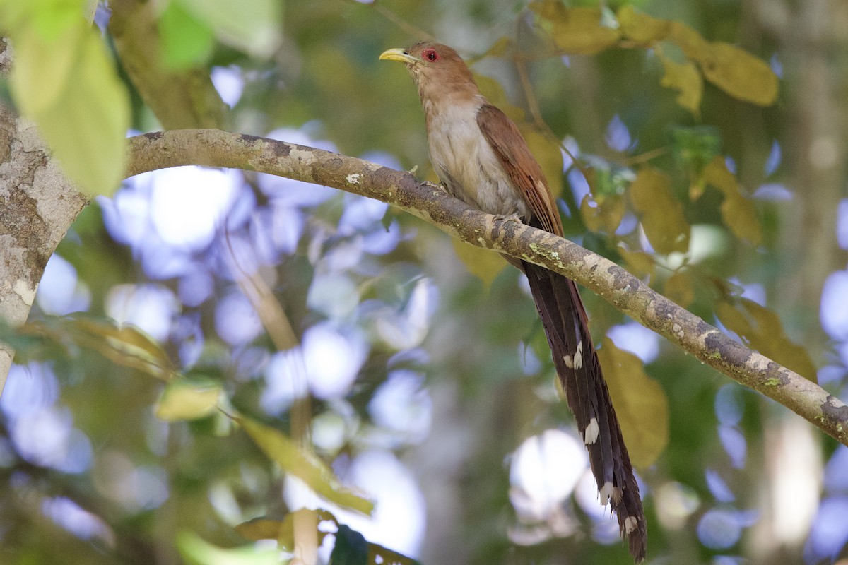 Little Cuckoo - ML642136408