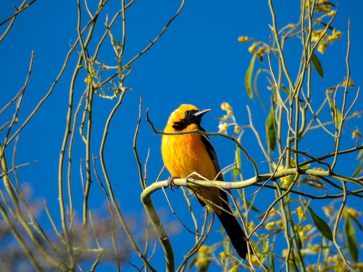 Hooded Oriole - ML642136410