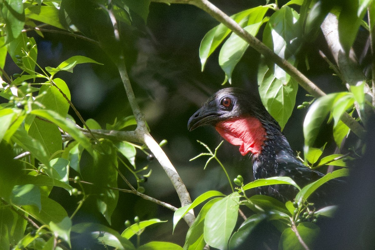 Spix's Guan - ML642136411