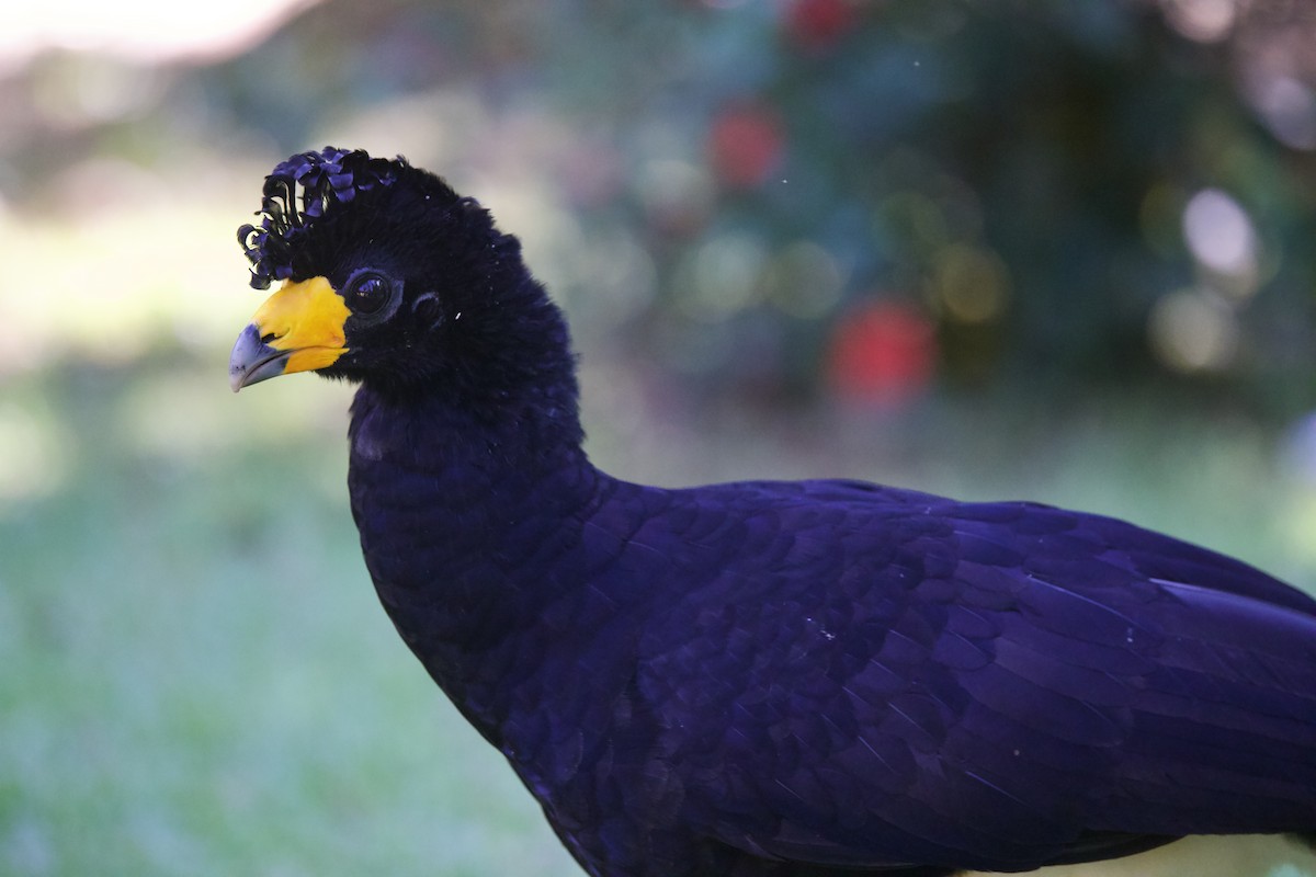 Black Curassow - ML642136412