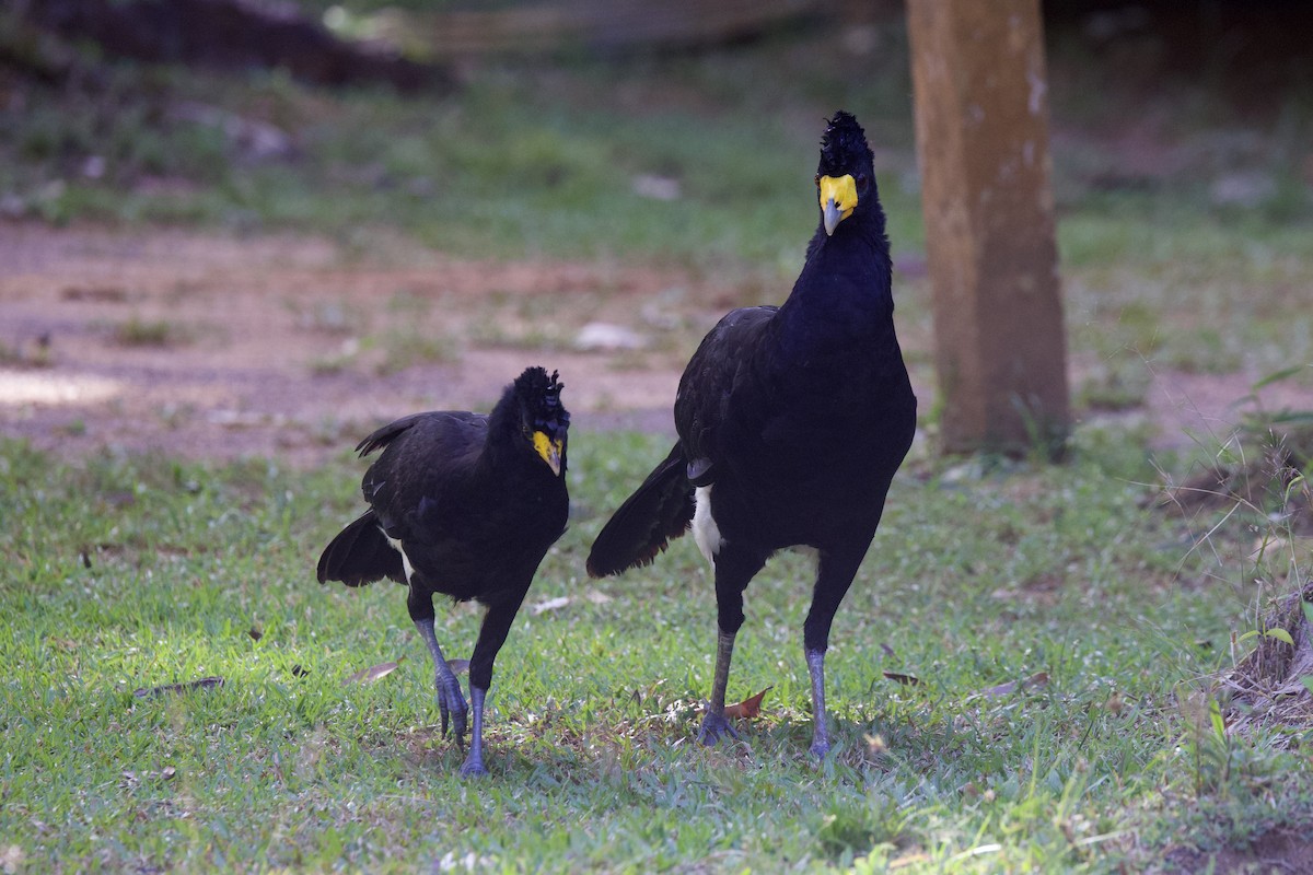 Black Curassow - ML642136414