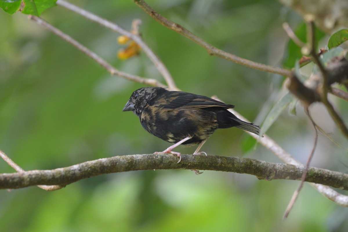 St. Lucia Black Finch - ML642136416