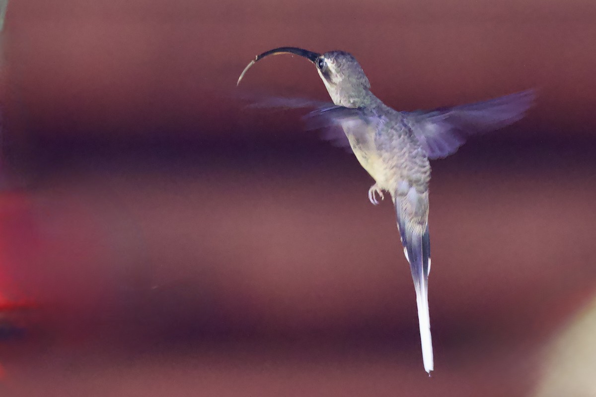 Long-tailed Hermit - ML642136424