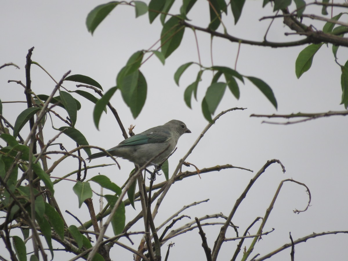 Sayaca Tanager - ML642136425