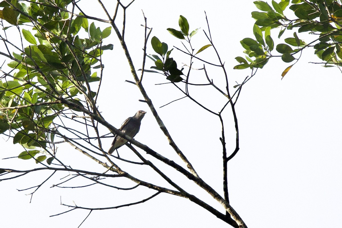Pompadour Cotinga - ML642136426