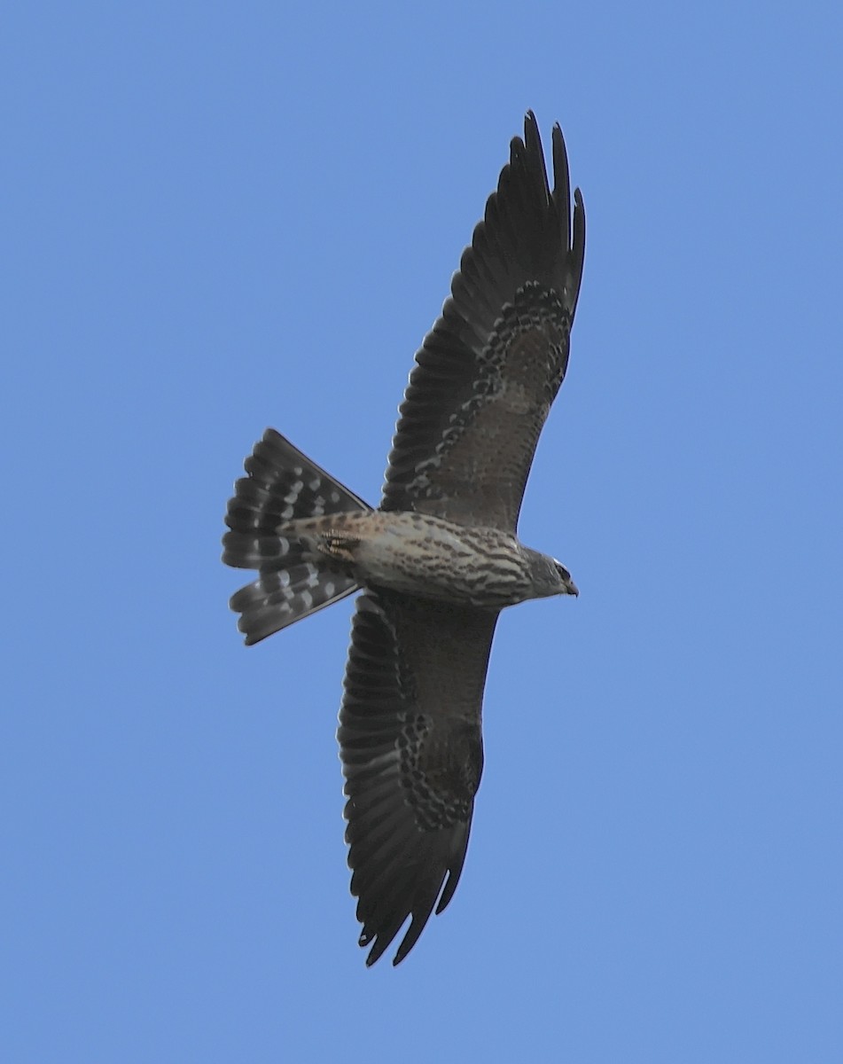 Mississippi Kite - ML642136439