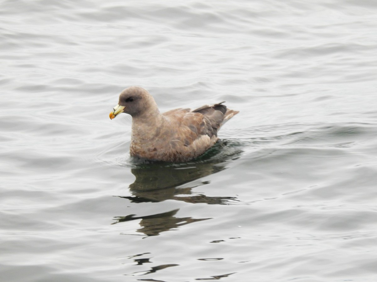 Northern Fulmar - ML642136453