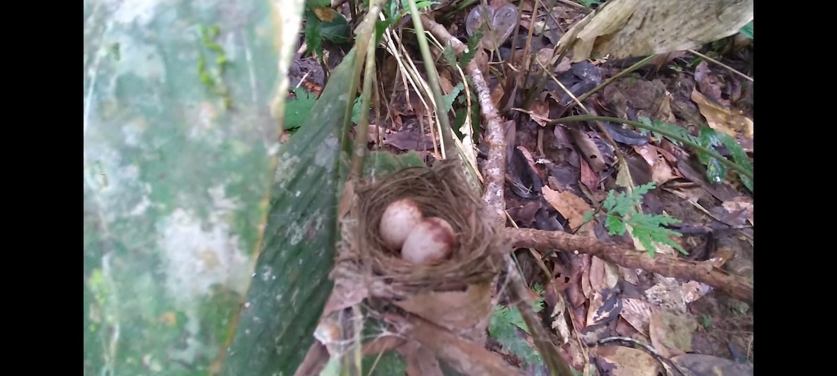 Гусеницеїд сірошиїй - ML642136457