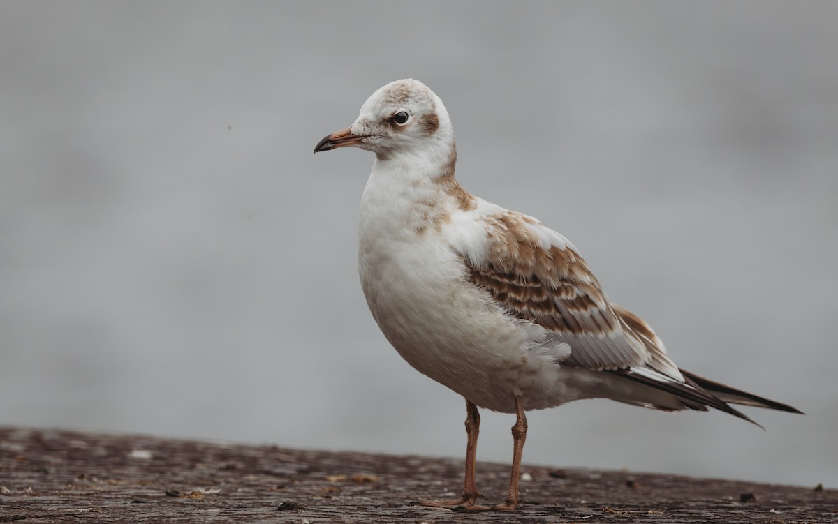 Black-headed Gull - ML642136475