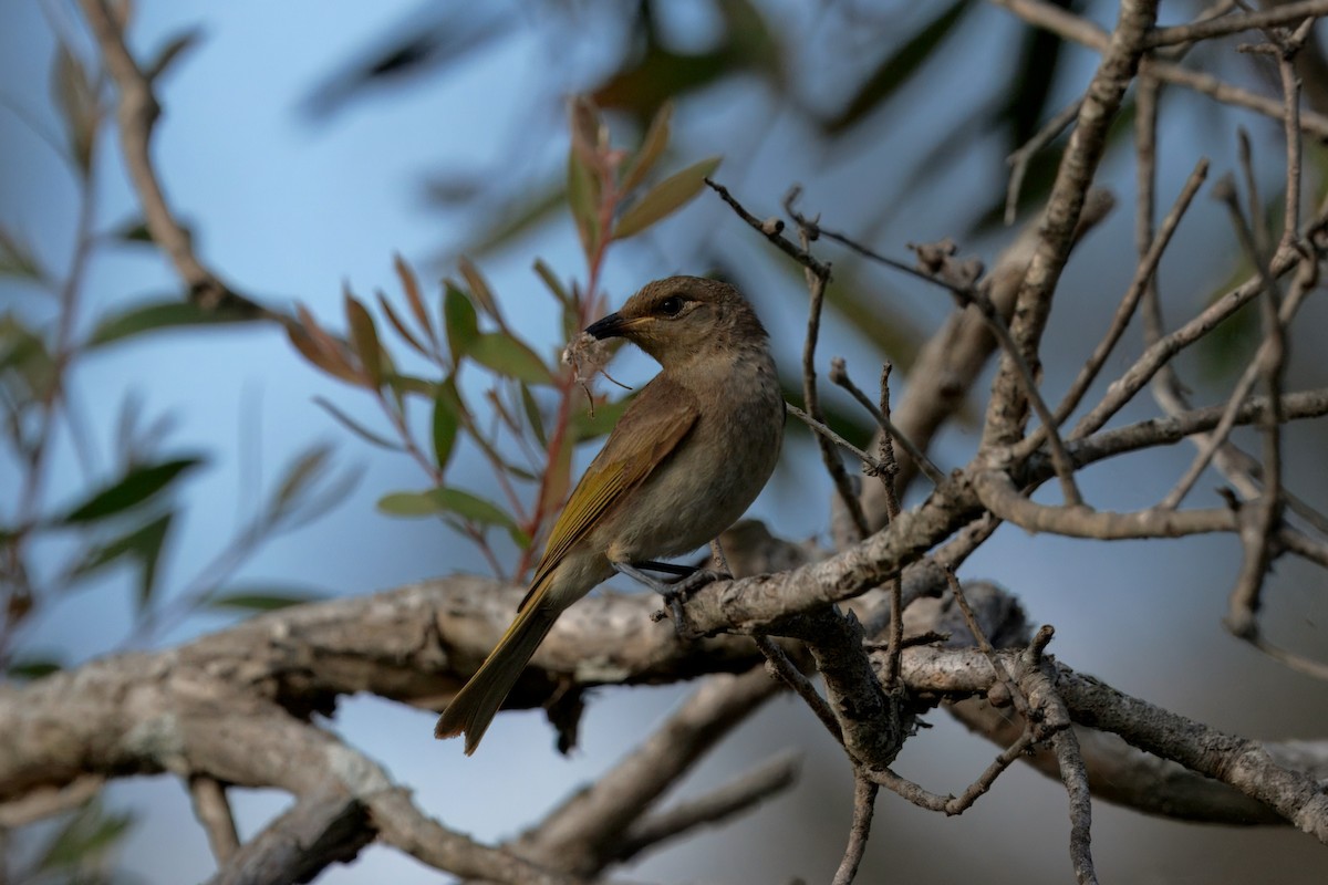 Brown Honeyeater - ML642136476
