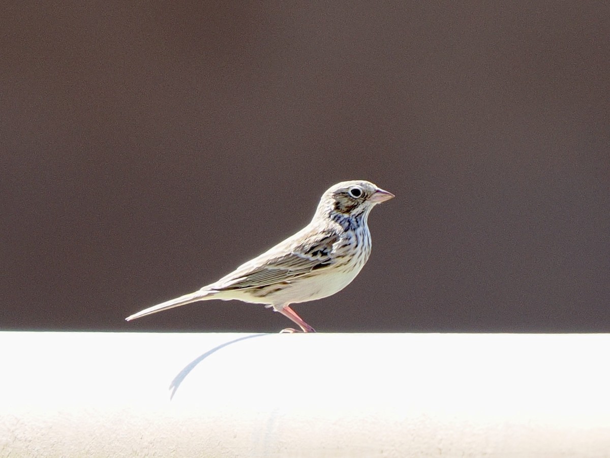 Vesper Sparrow - ML642136477