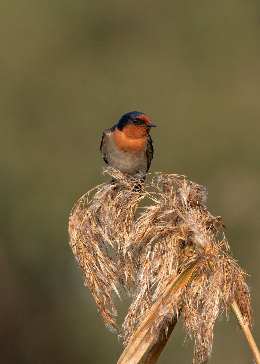 Welcome Swallow - ML642136479