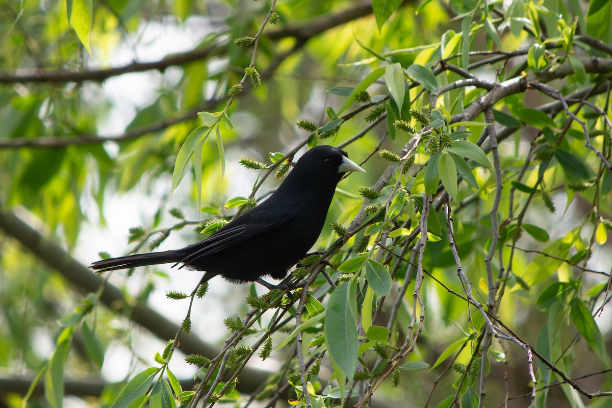 Solitary Black Cacique - ML642136480
