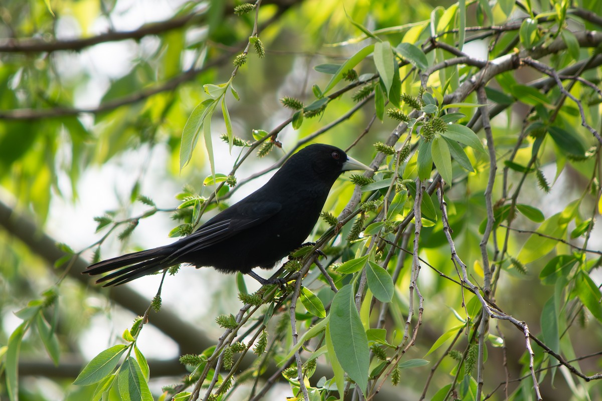 Solitary Black Cacique - ML642136481