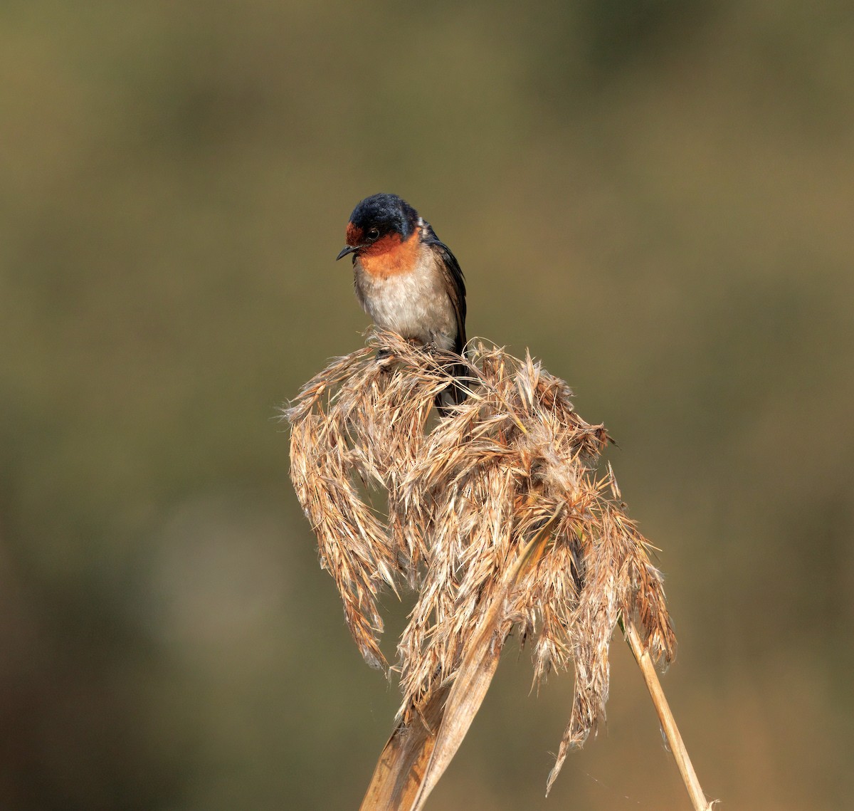 Welcome Swallow - ML642136484