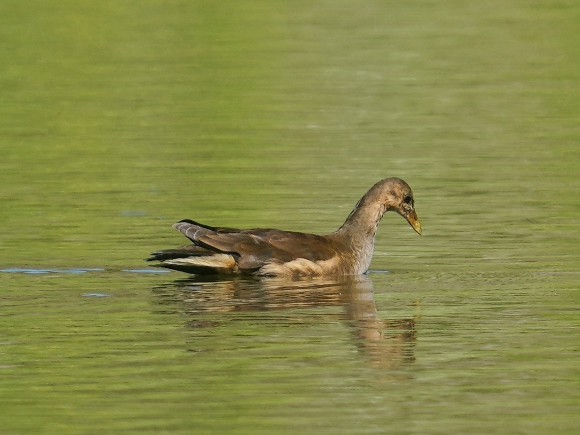 Eurasian Moorhen - ML642136485
