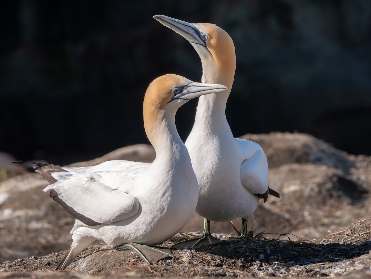 Australasian Gannet - ML642136534