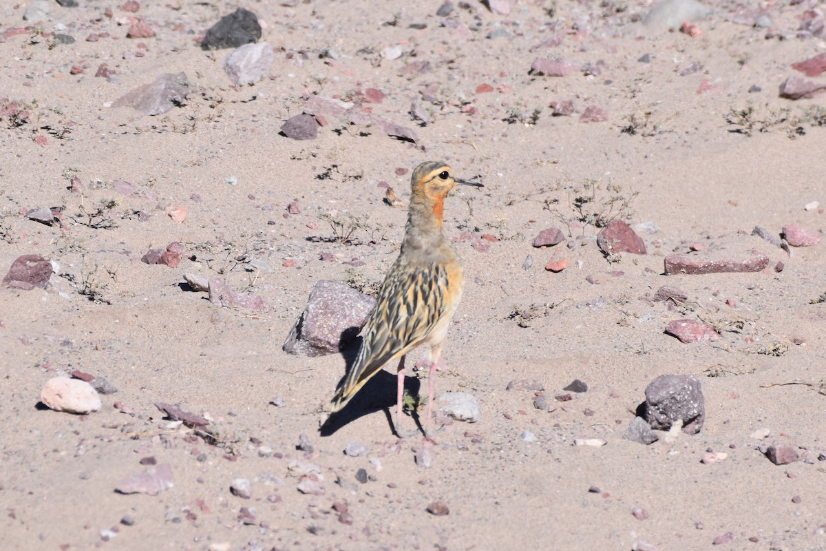 Tawny-throated Dotterel - ML642136538
