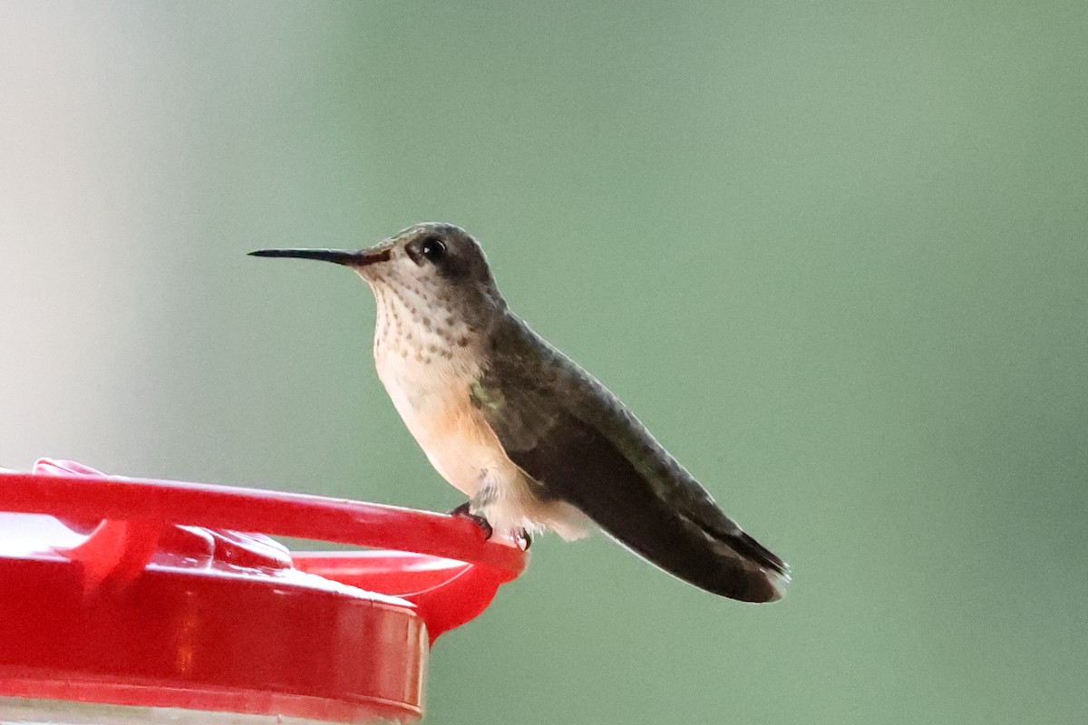 Calliope Hummingbird - ML642136540