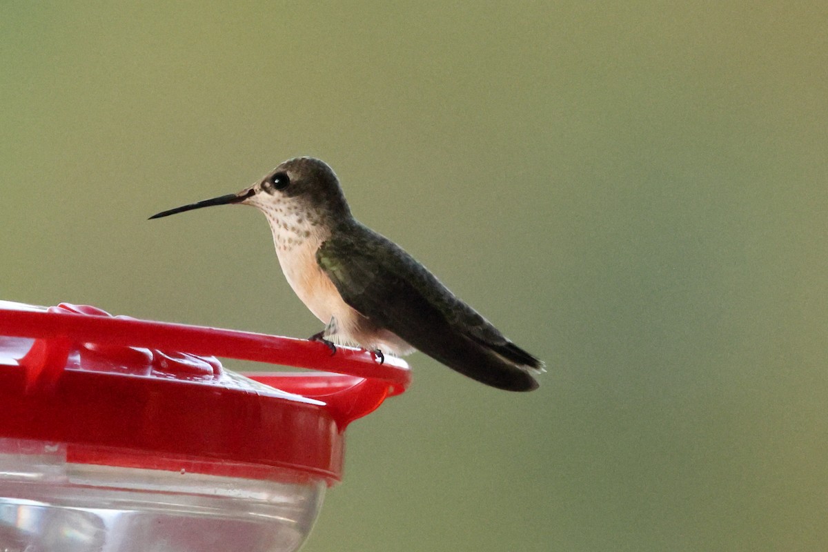 Calliope Hummingbird - ML642136541
