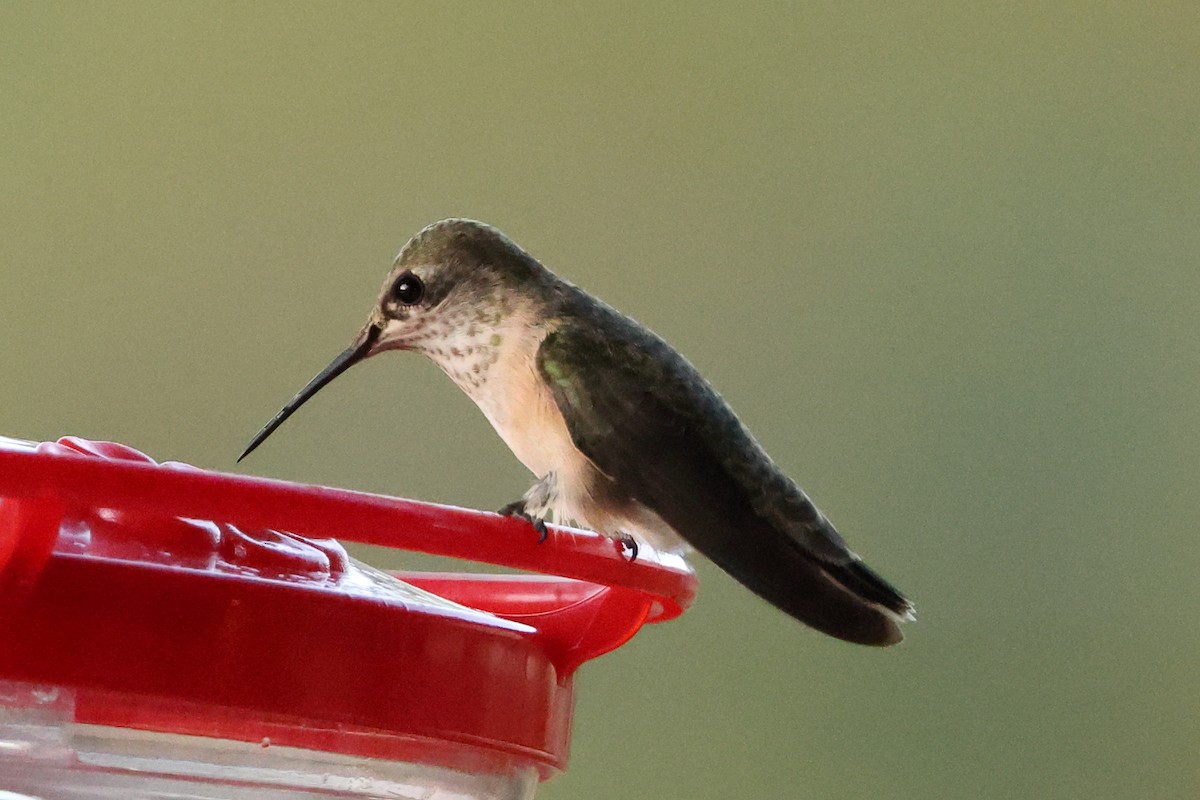 Calliope Hummingbird - ML642136542