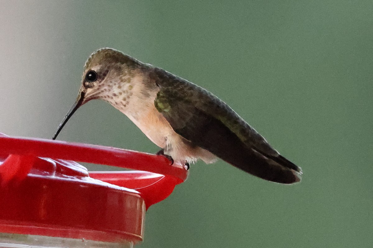 Calliope Hummingbird - ML642136544