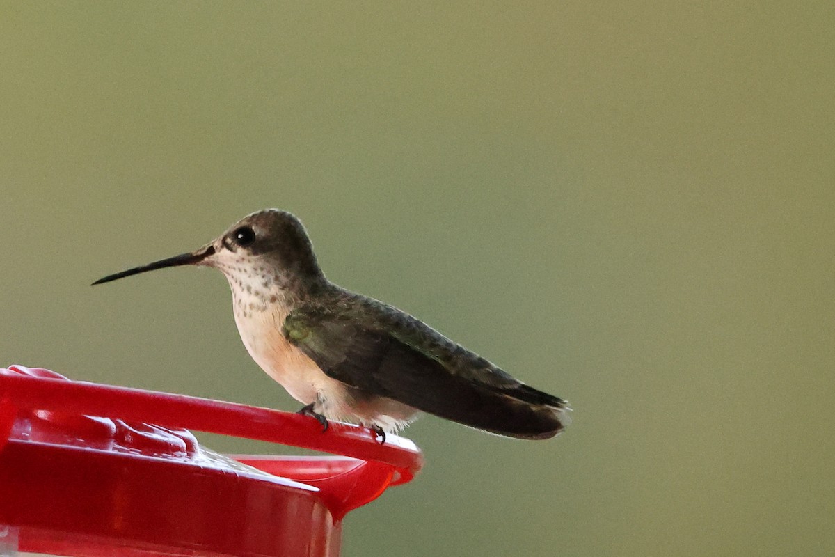 Calliope Hummingbird - ML642136545
