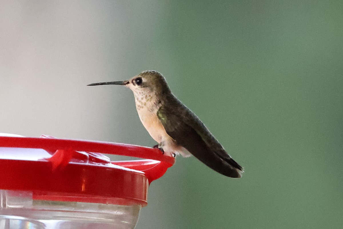 Calliope Hummingbird - ML642136546