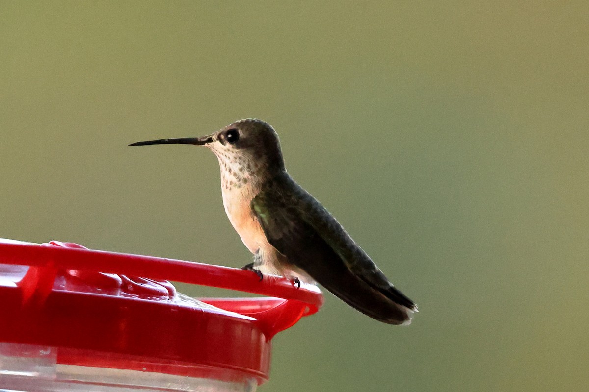 Calliope Hummingbird - ML642136547