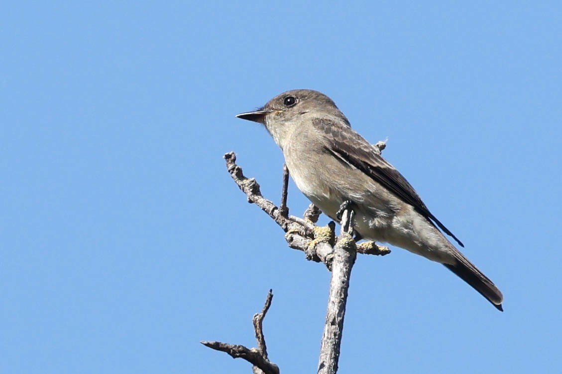 Western Wood-Pewee - ML642136557