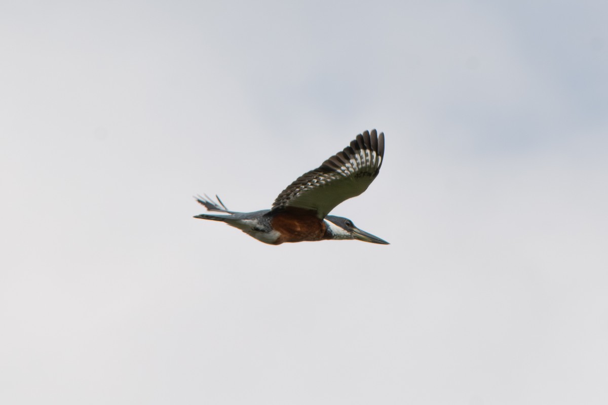 Ringed Kingfisher - ML642136579