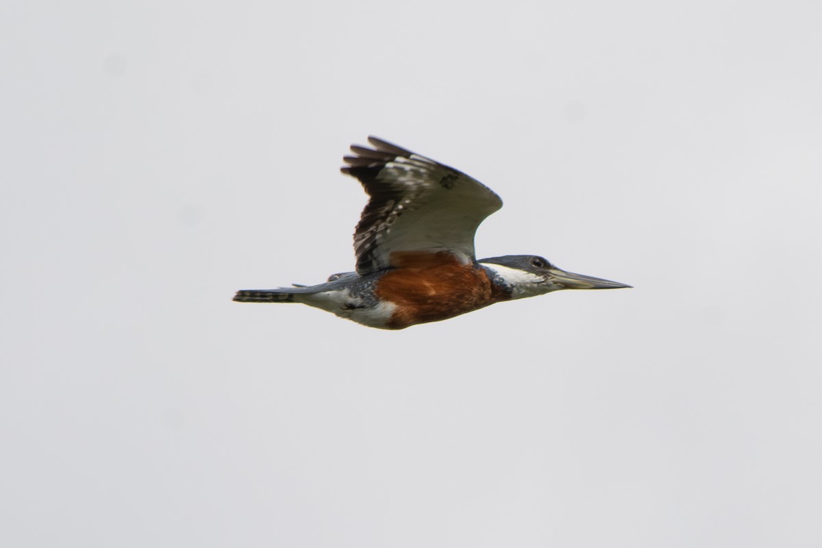 Ringed Kingfisher - ML642136580