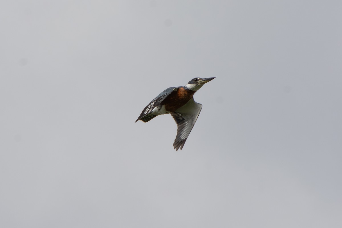 Ringed Kingfisher - ML642136581