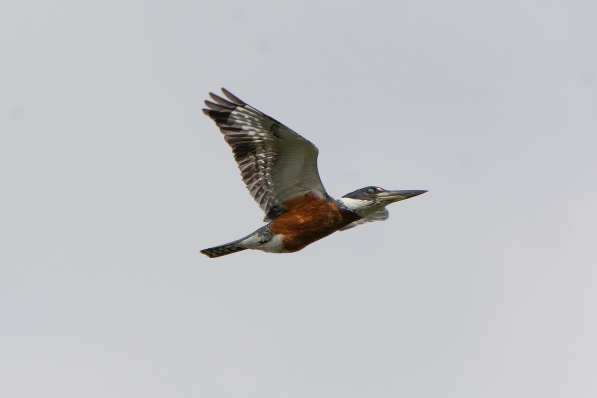 Ringed Kingfisher - ML642136582