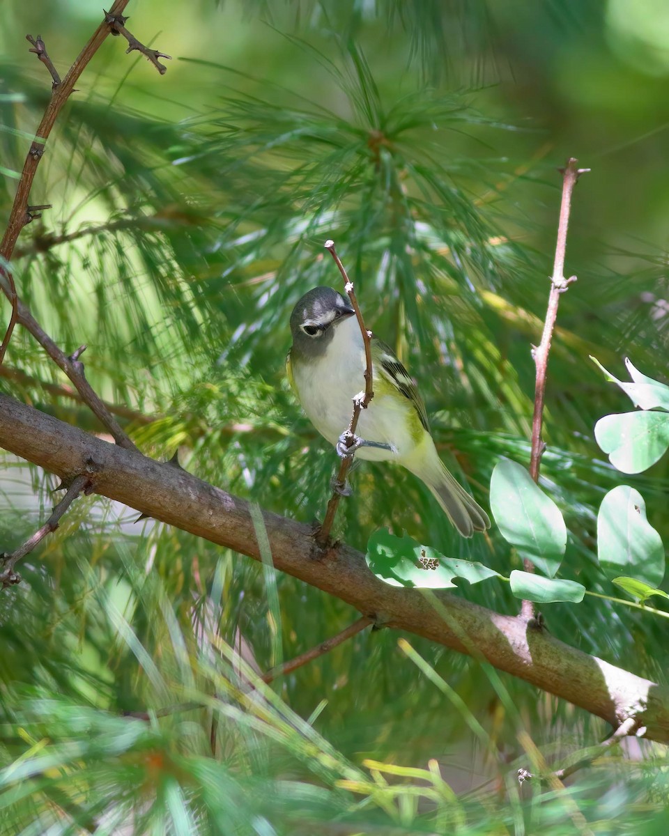 Graukopfvireo - ML642136601