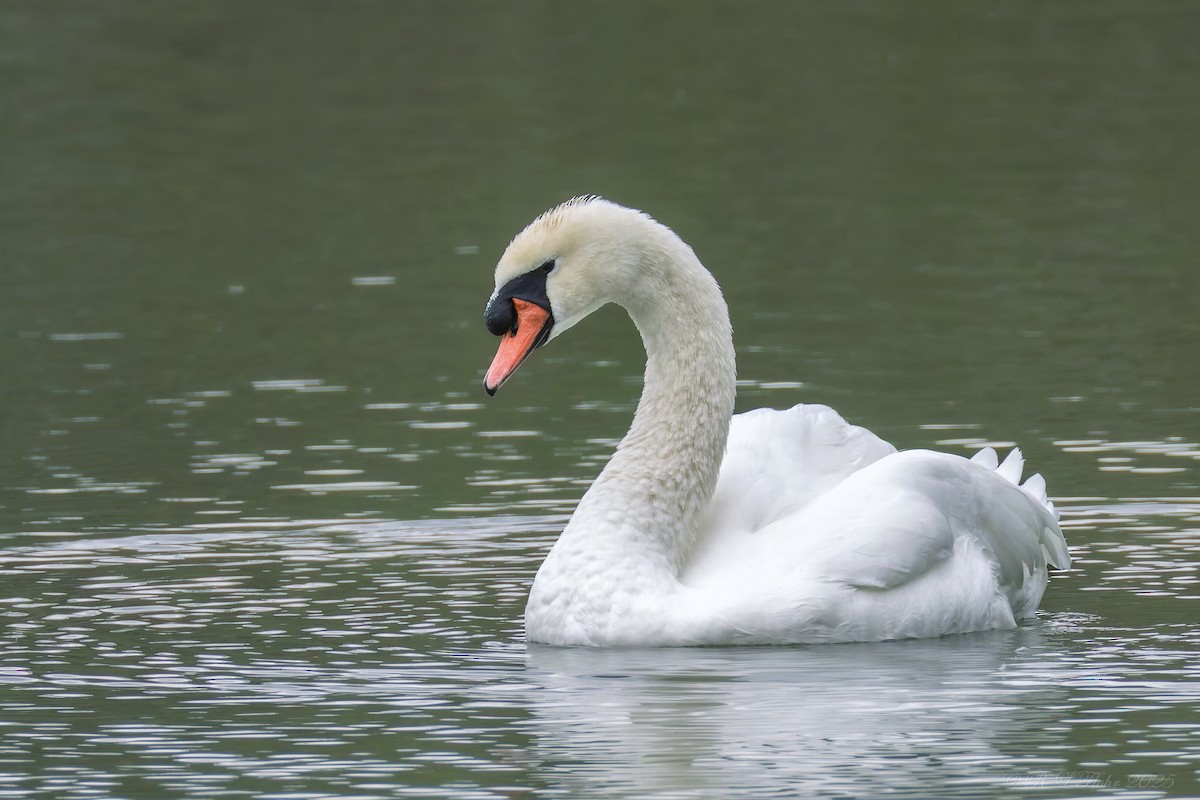 Höckerschwan - ML642136612