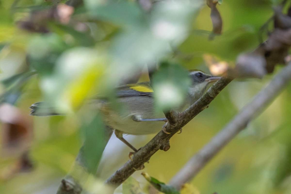 Goldflügel-Waldsänger - ML642136615