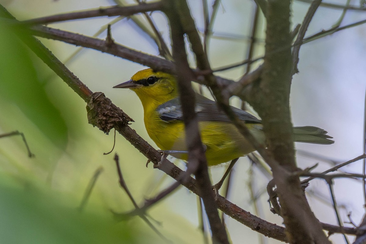 Blauflügel-Waldsänger - ML642136622