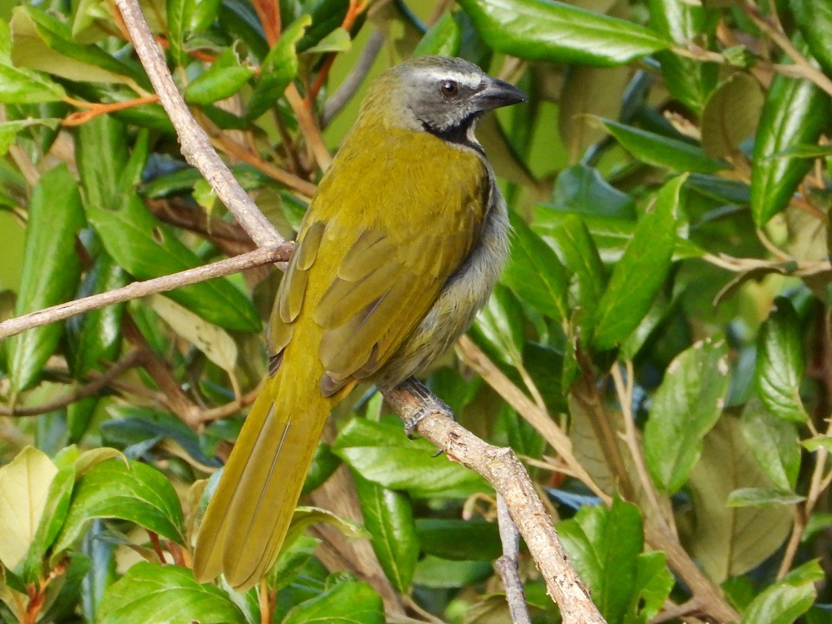 Buntkehlsaltator - ML642136625
