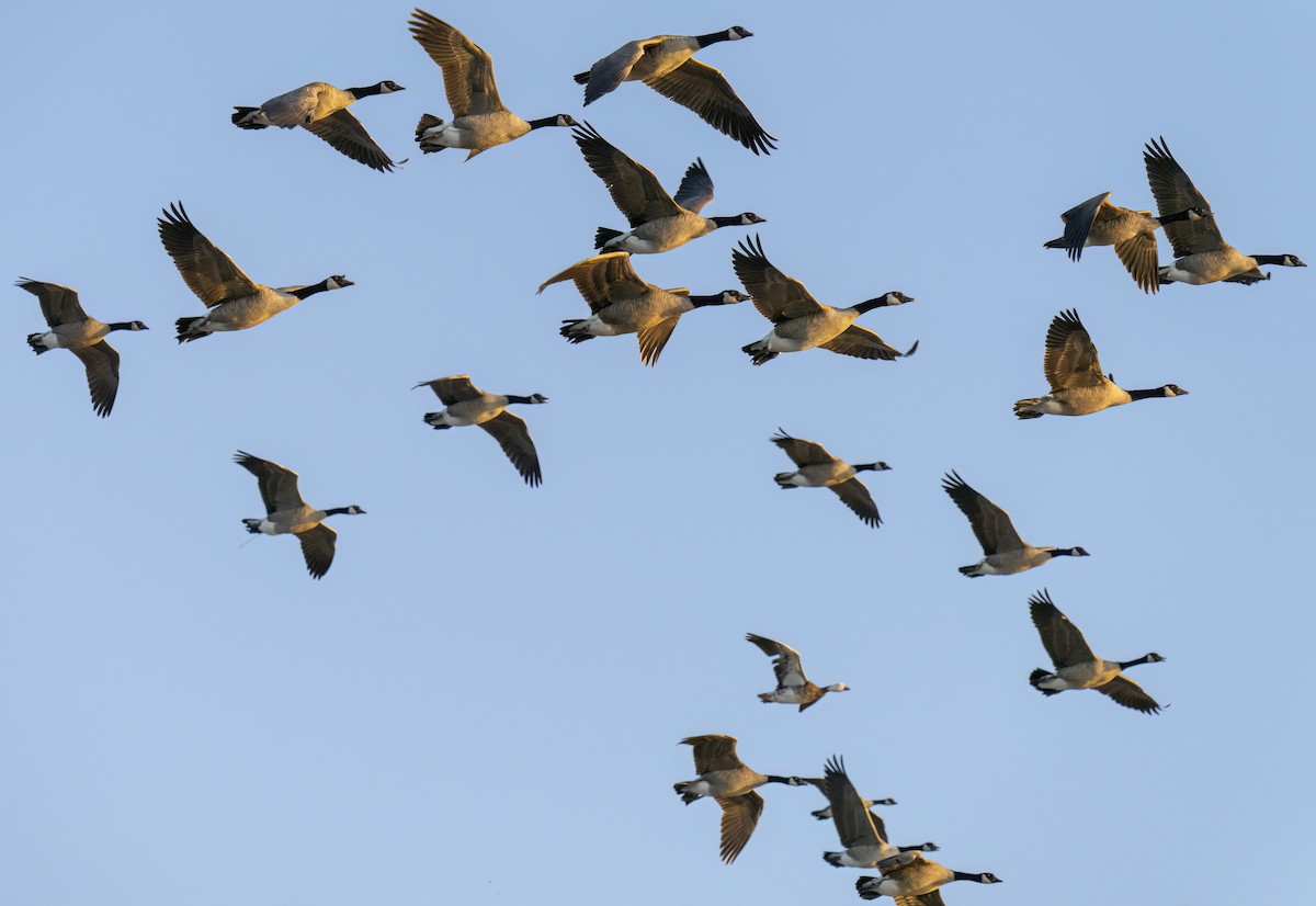 Snow Goose - ML642136652