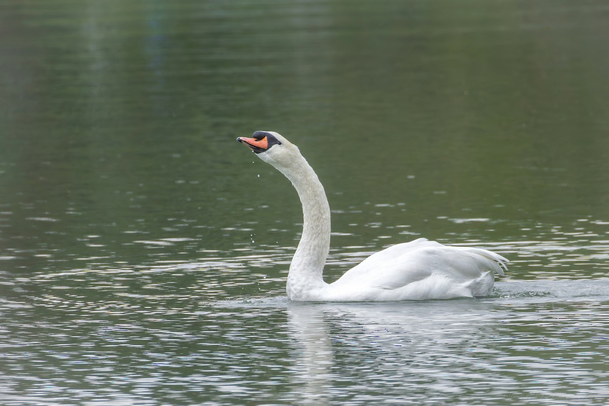Cygne tuberculé - ML642136659