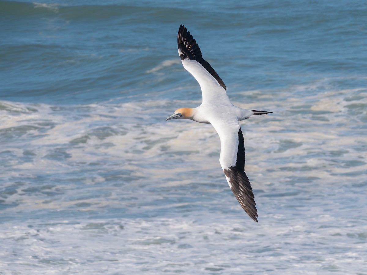 Australasian Gannet - ML642136691