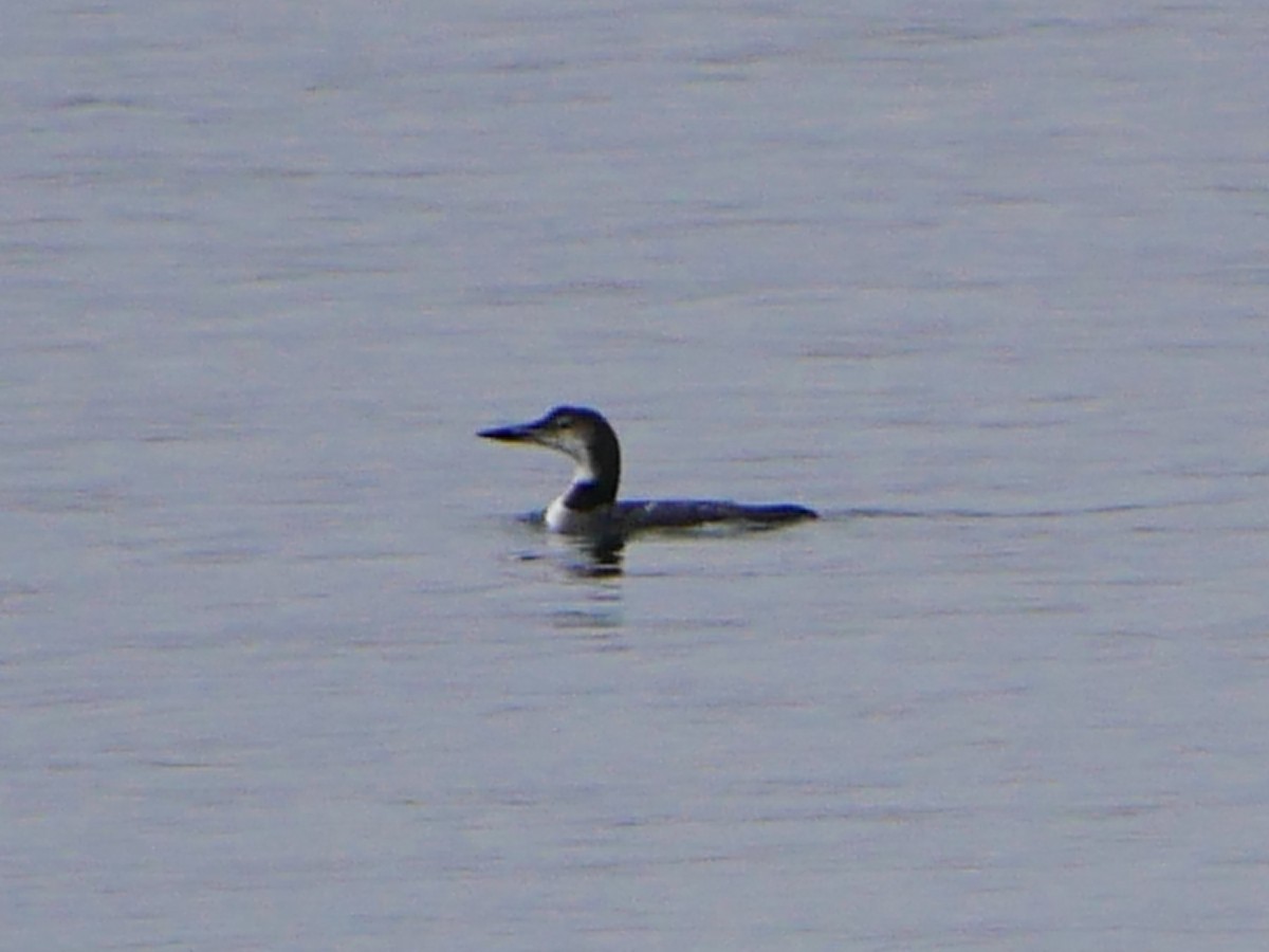 Common Loon - ML642136692