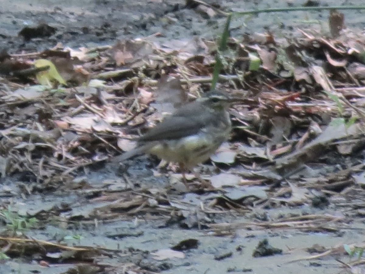 Louisiana Waterthrush - ML642136697